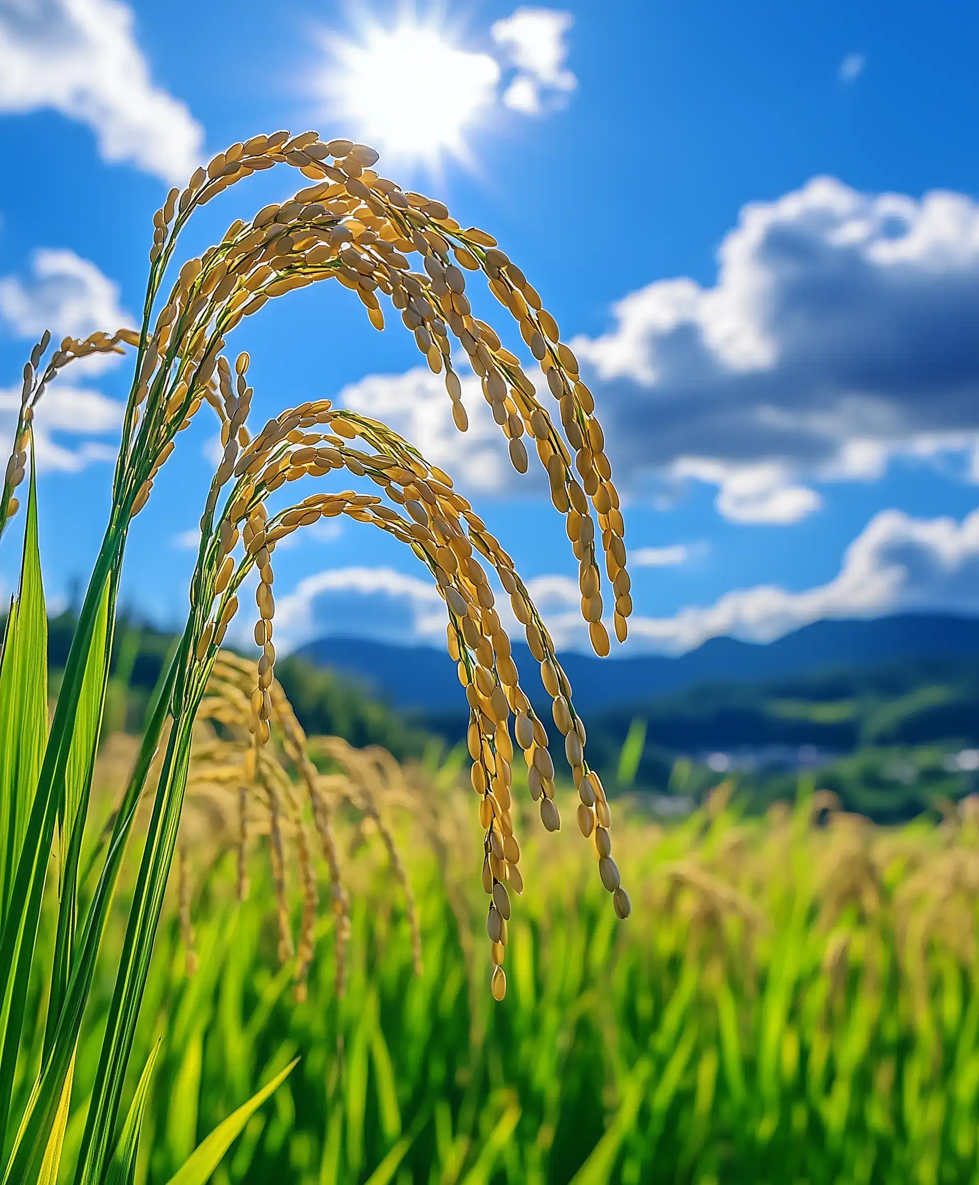 A rice plant with rice seeds with blue sky